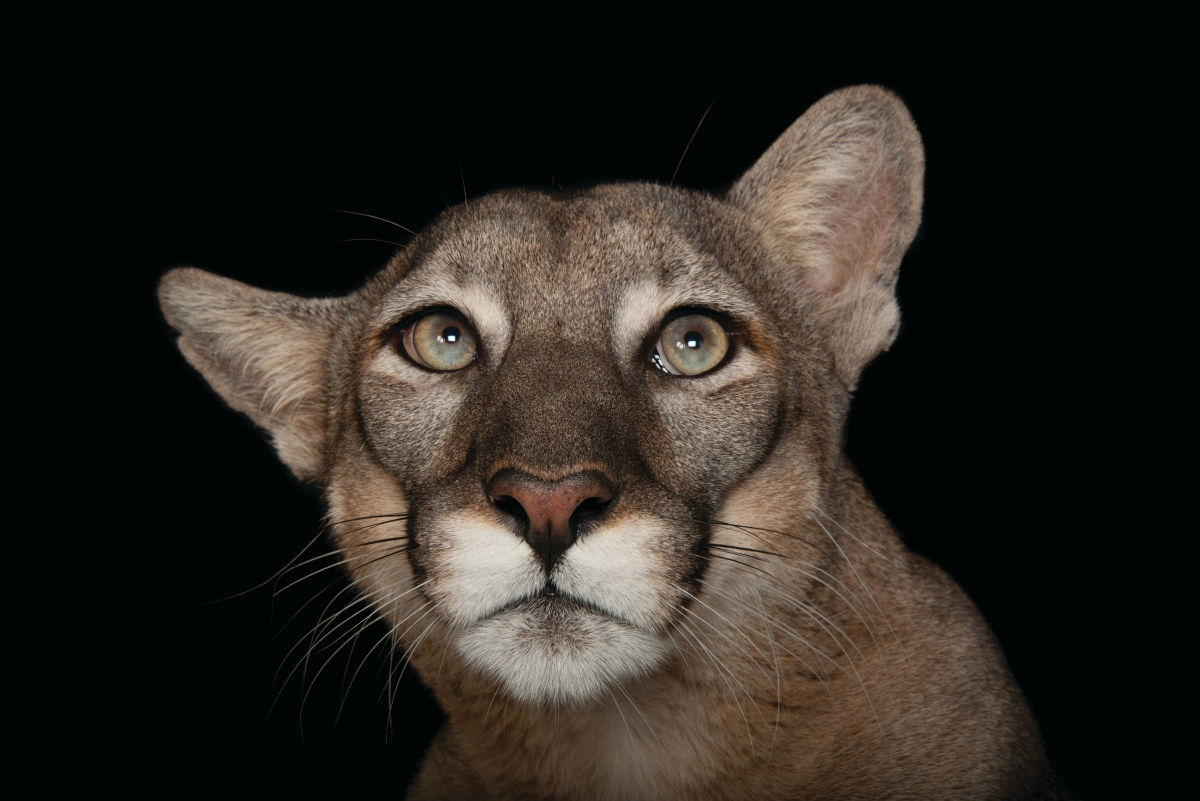Joel Sartore’s Images of Endangered Species for the National Geographic Photo Ark May Be Crucial to Saving Wildlife