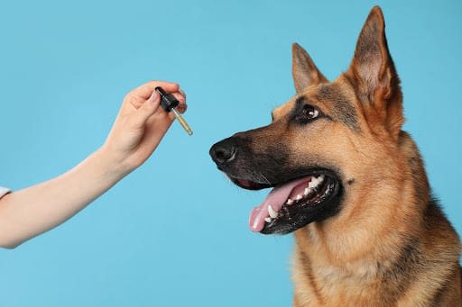 Best CBD Oil For Dogs 2026: Top Picks for Pain and Anxiety