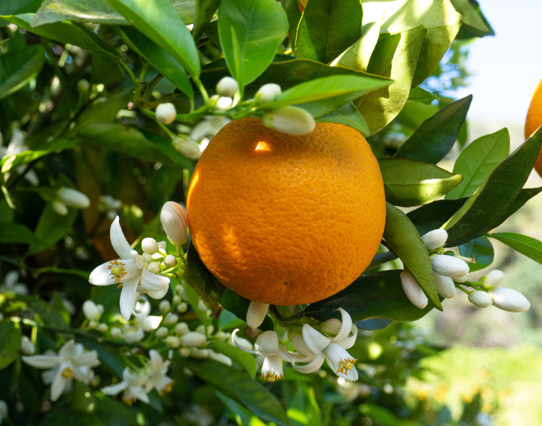 Sarasota County’s UF/IFAS extension is an essential destination for anyone interested in local food.