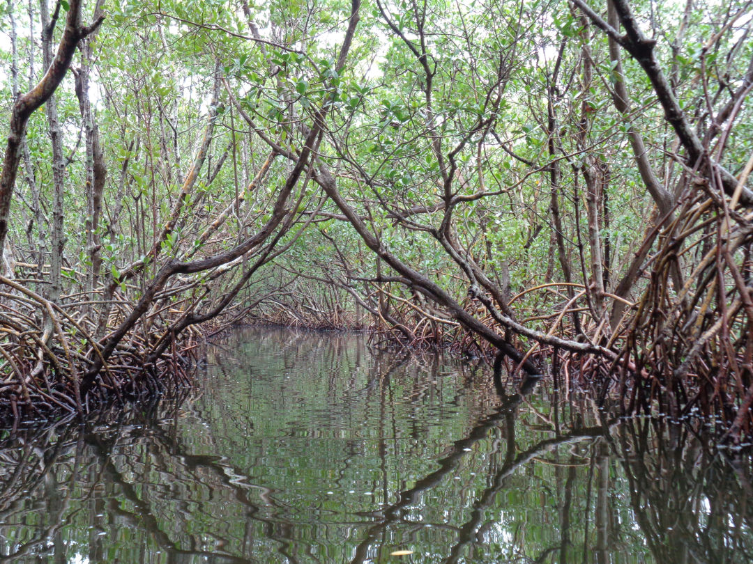 A mangrove forest at Weedon Island Preserve in St. Petersburg.