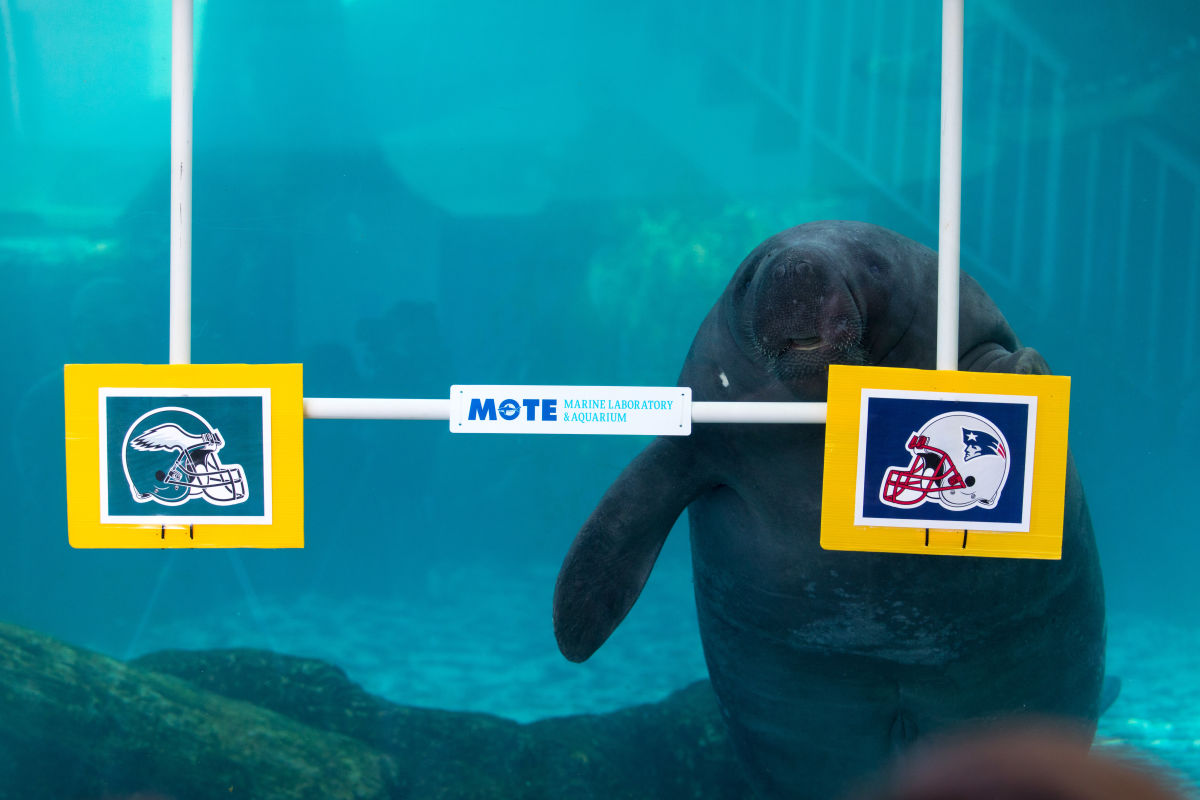 Mote Manatees Predict the Winner of Super Bowl LII Sarasota Magazine(01)