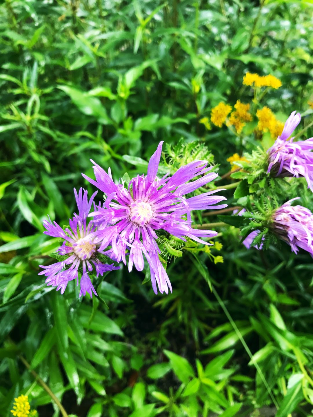 stoke's aster