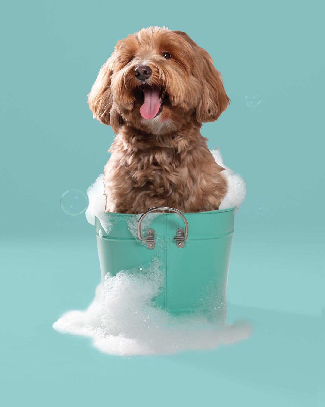 Best pet daycare: Bayside Pet Resort