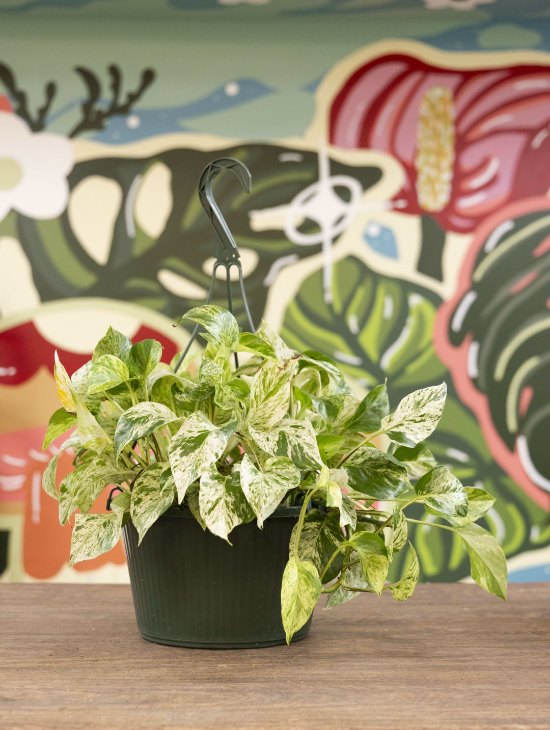 Pothos plants are both pretty and hard to kill.