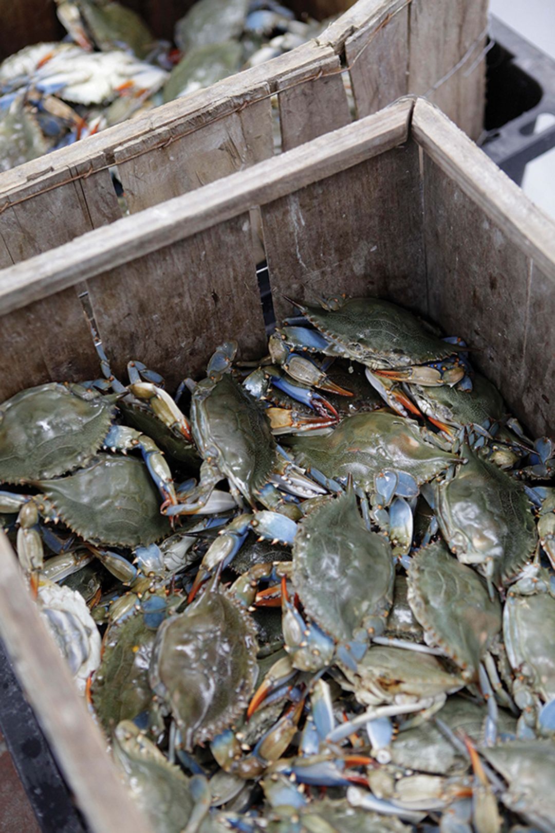 In addition to standard seafood options, you'll find live eels and lobster, small sharks, king and Dungeness crabs and a lot more.