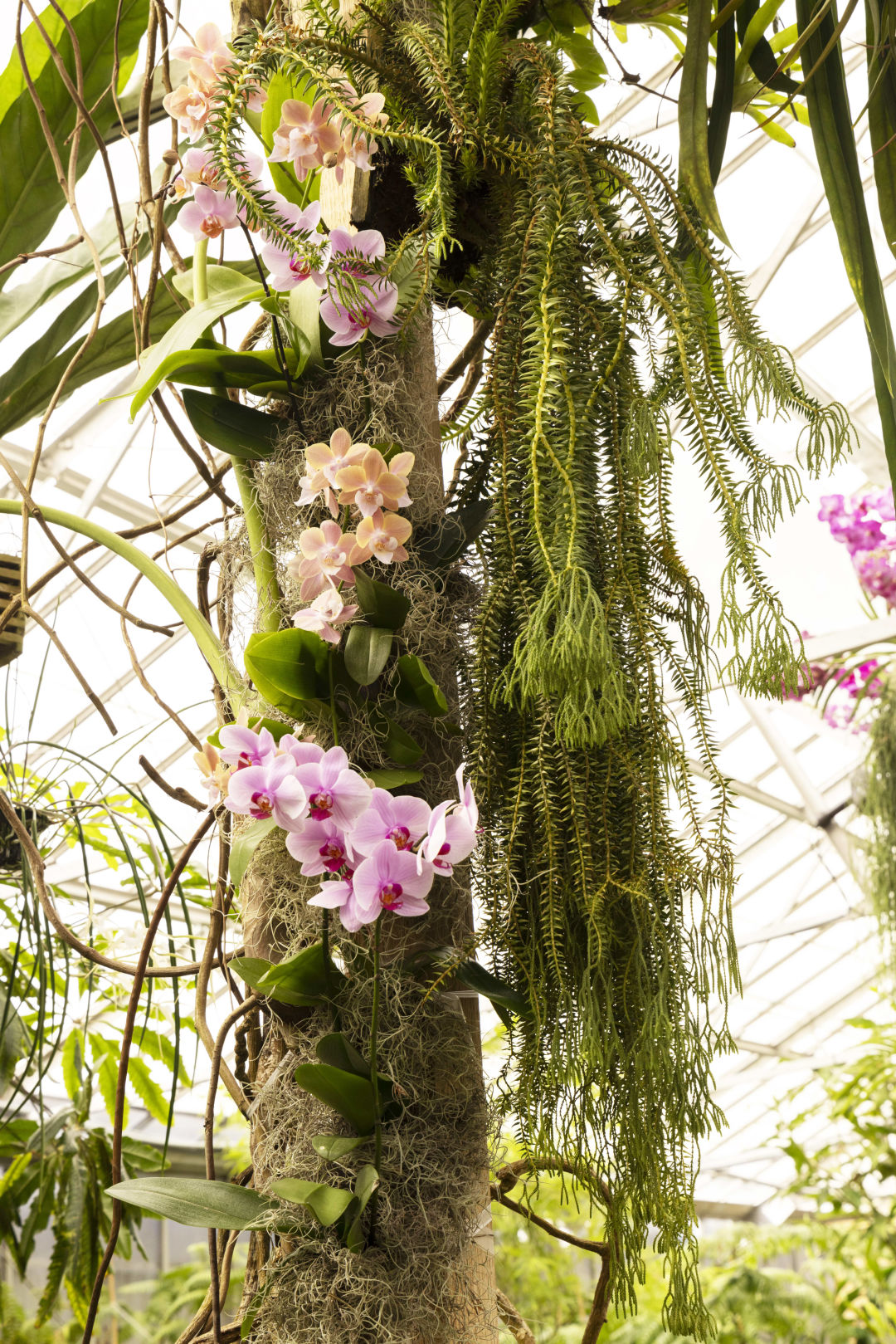 Accompanying Law’s installation are living orchids and other plants in Selby's Display Conservatory.