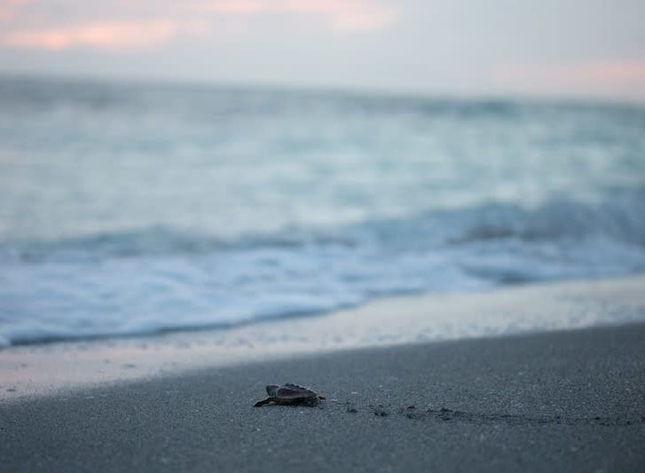 A sea turtle hatchling makes its way into the Gulf.