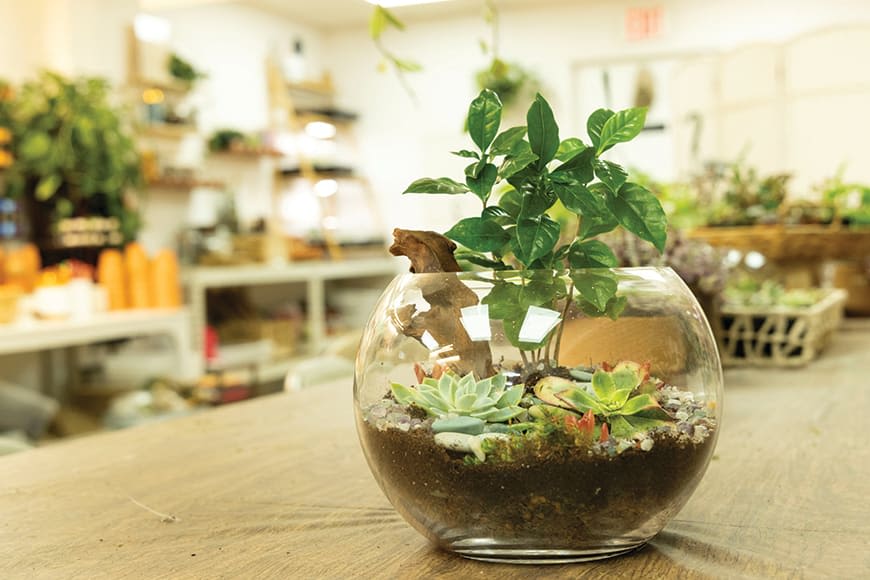 Make your own terrarium by selection from an assortment of  glass bowls, air plants, soil and pebbles.
