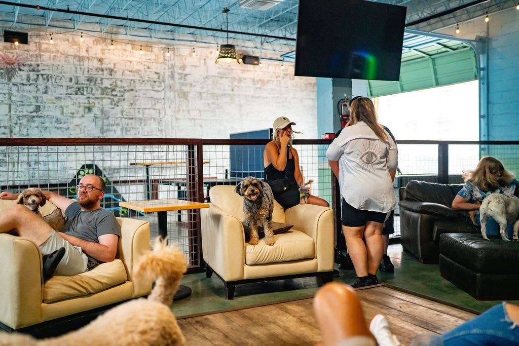 Dog Bar Sarasota offers plenty of space for indoor and outdoor play.