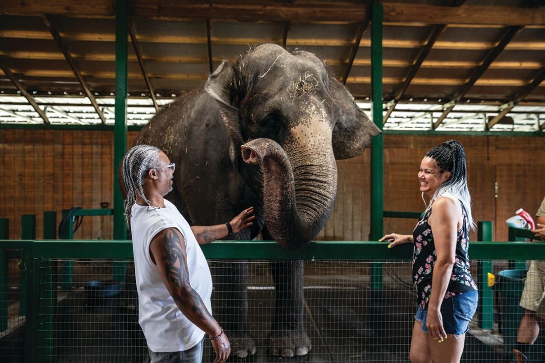 These days, the retired circus elephants' only job is to hang out with visitors.