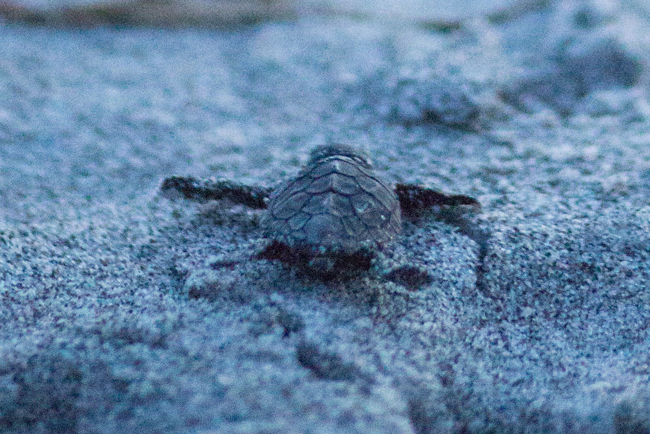 sea turtle travel