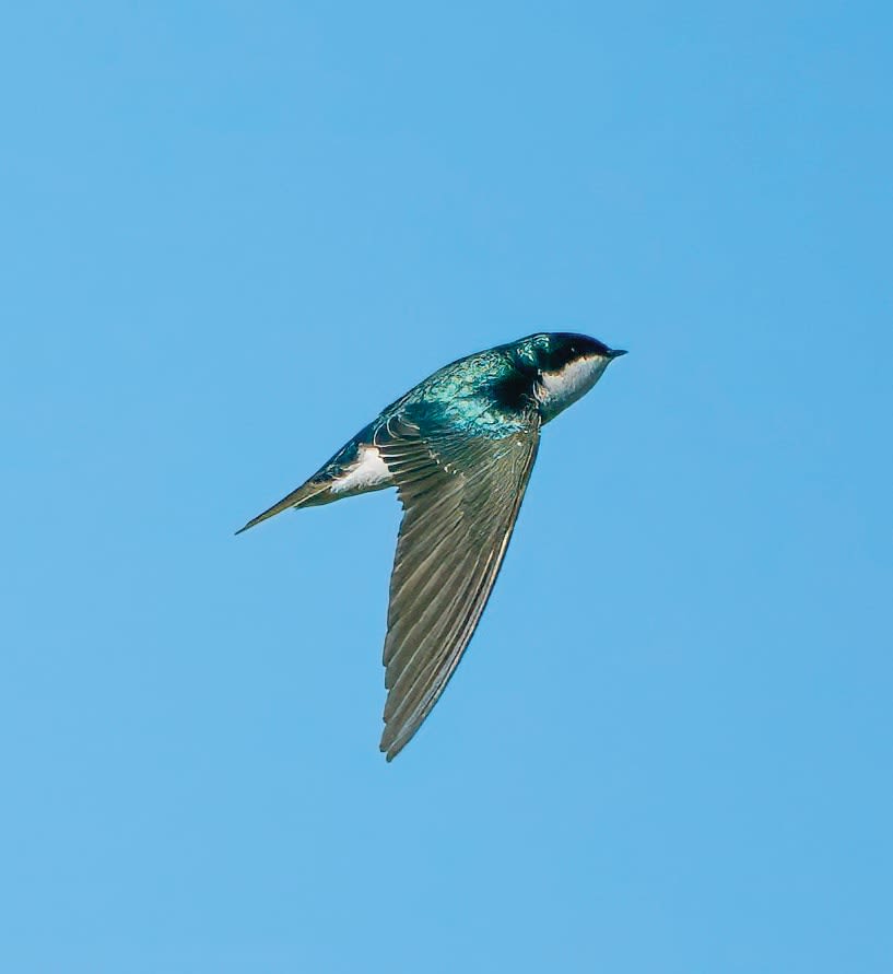 Tree swallow
