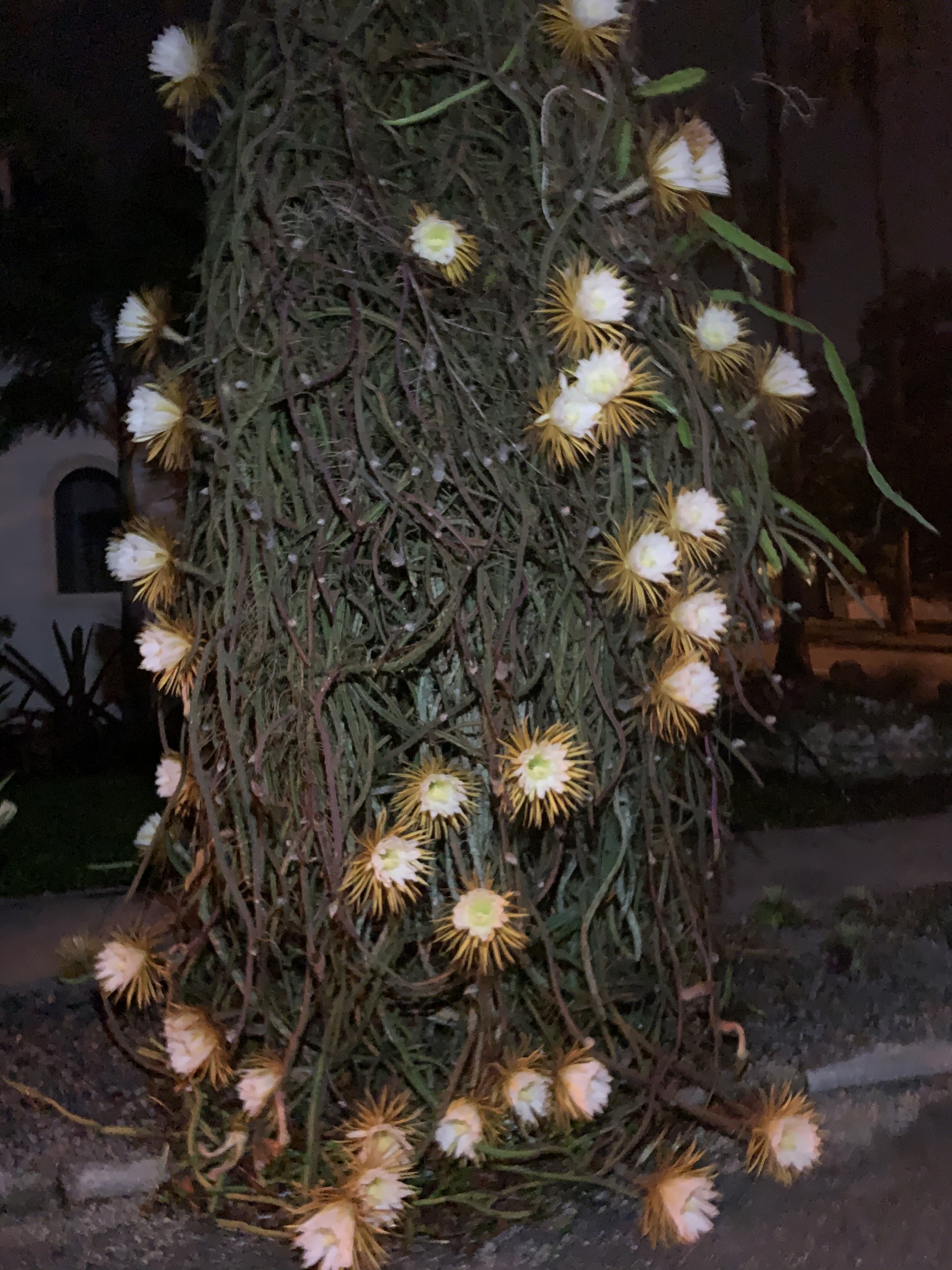 Where to See the Night-Blooming Cactus in Sarasota | Sarasota Magazine
