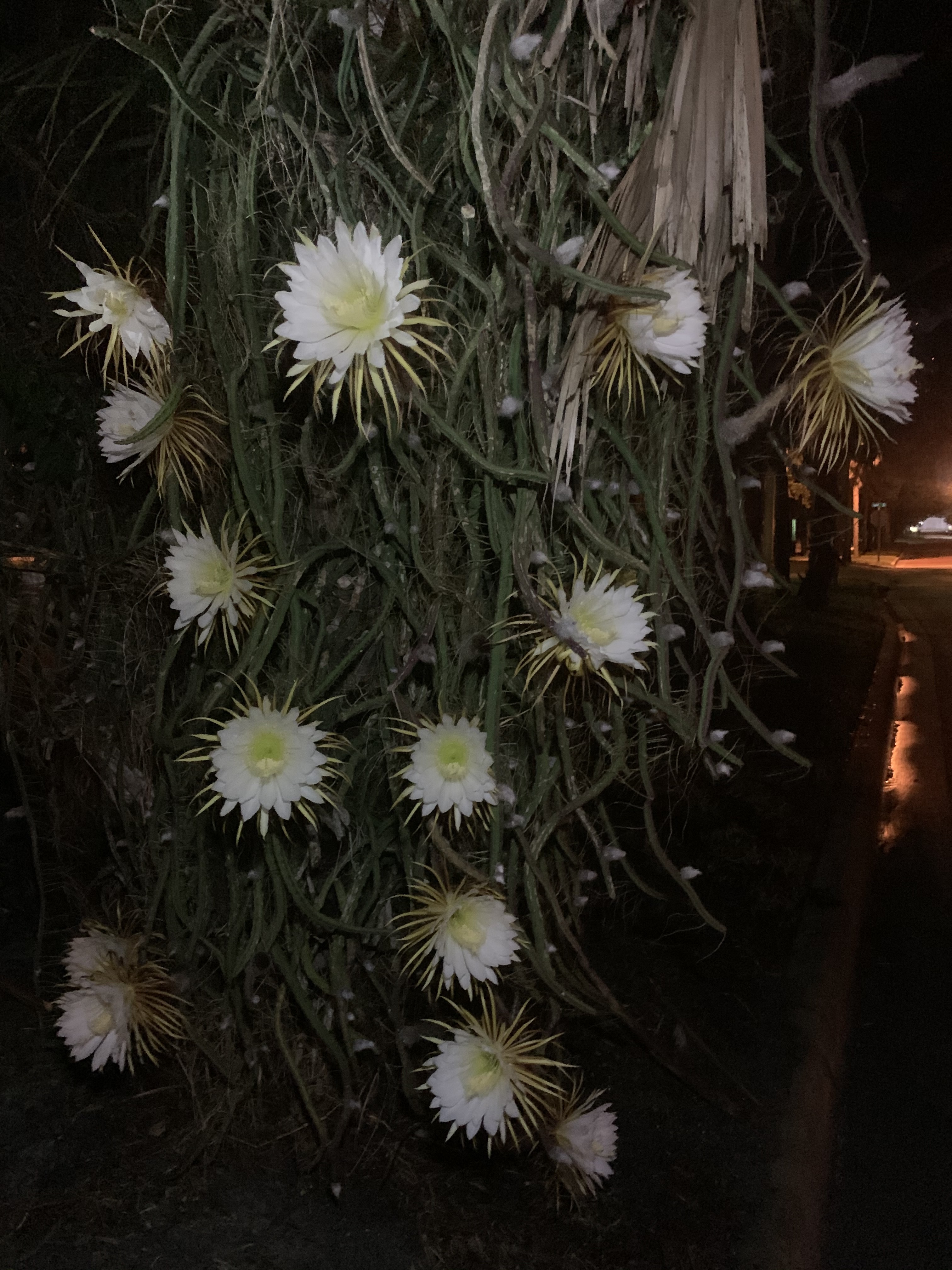 Where to See the Night-Blooming Cactus in Sarasota | Sarasota Magazine