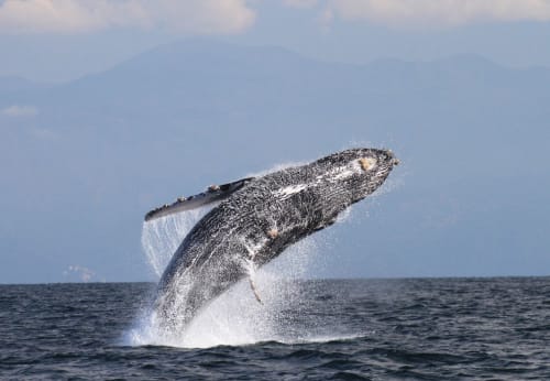 La Orca De Sayulita - Whale Watching Sayulita in Sayulita Mexico