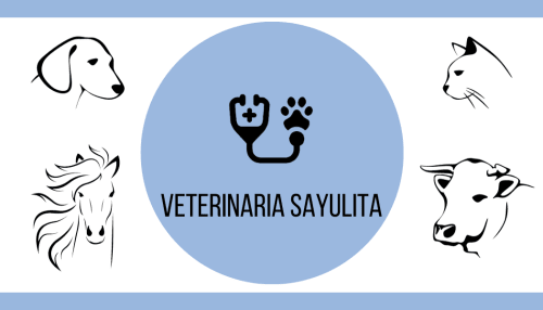 Veterinarian Of Sayulita in Sayulita Mexico