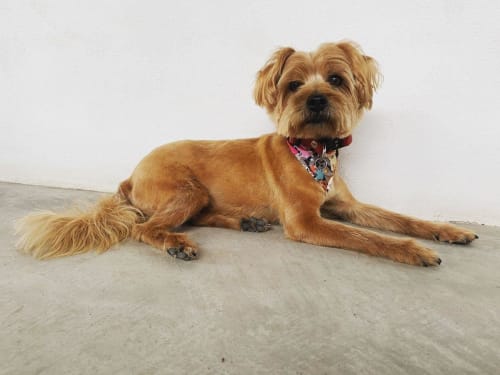 Pawpy Love Spa in Sayulita Mexico