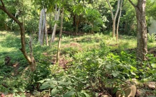 LOTE LIBERTAD SIR11921