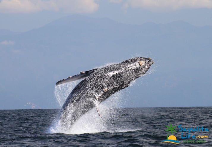 La Orca De Sayulita - Whale Watching Sayulita in Sayulita Mexico