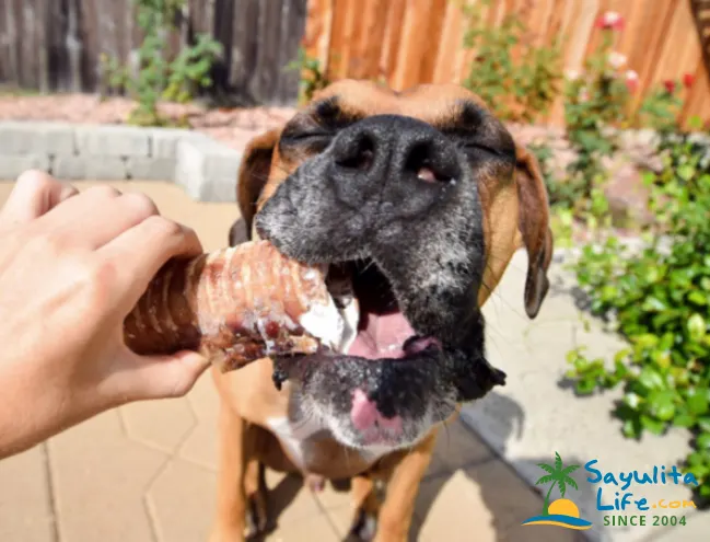 Brooklyn's All Natural in Sayulita Mexico