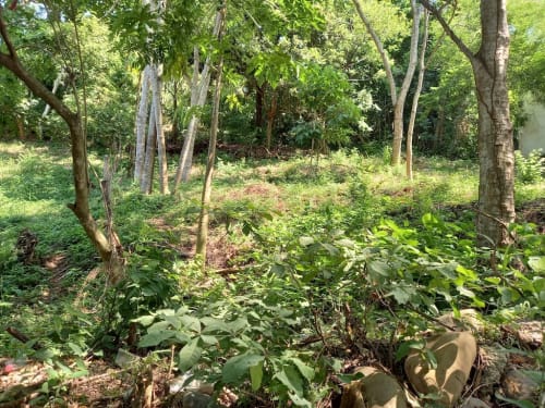 LOTE LIBERTAD SIR11921 for sale in Sayulia Mexico
