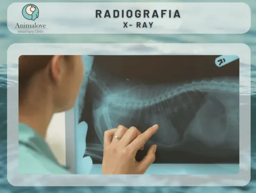 Animalove Veterinary Clinic in Sayulita Mexico