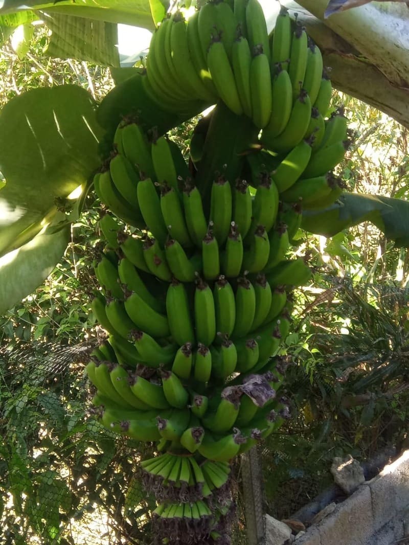 Chácara à venda, Vila São Manoel, Cotia, SP: foto 24 de 68