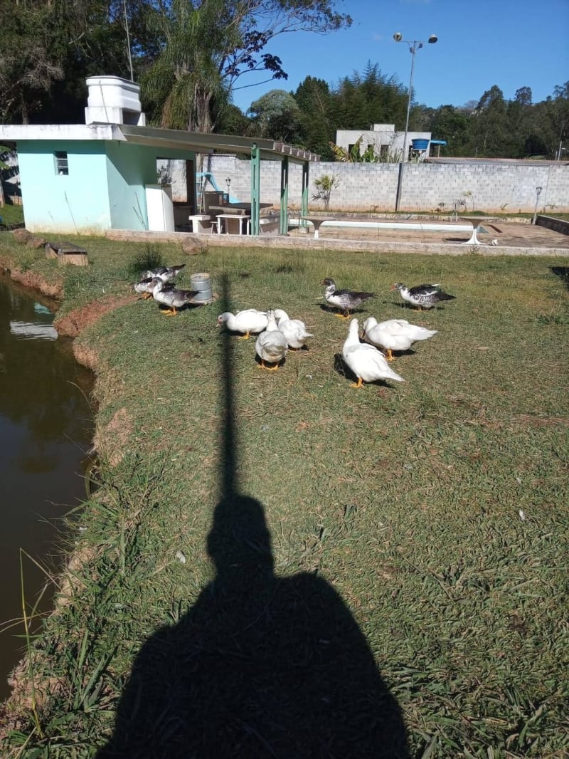 Chácara à venda, Vila São Manoel, Cotia, SP: foto 30 de 68