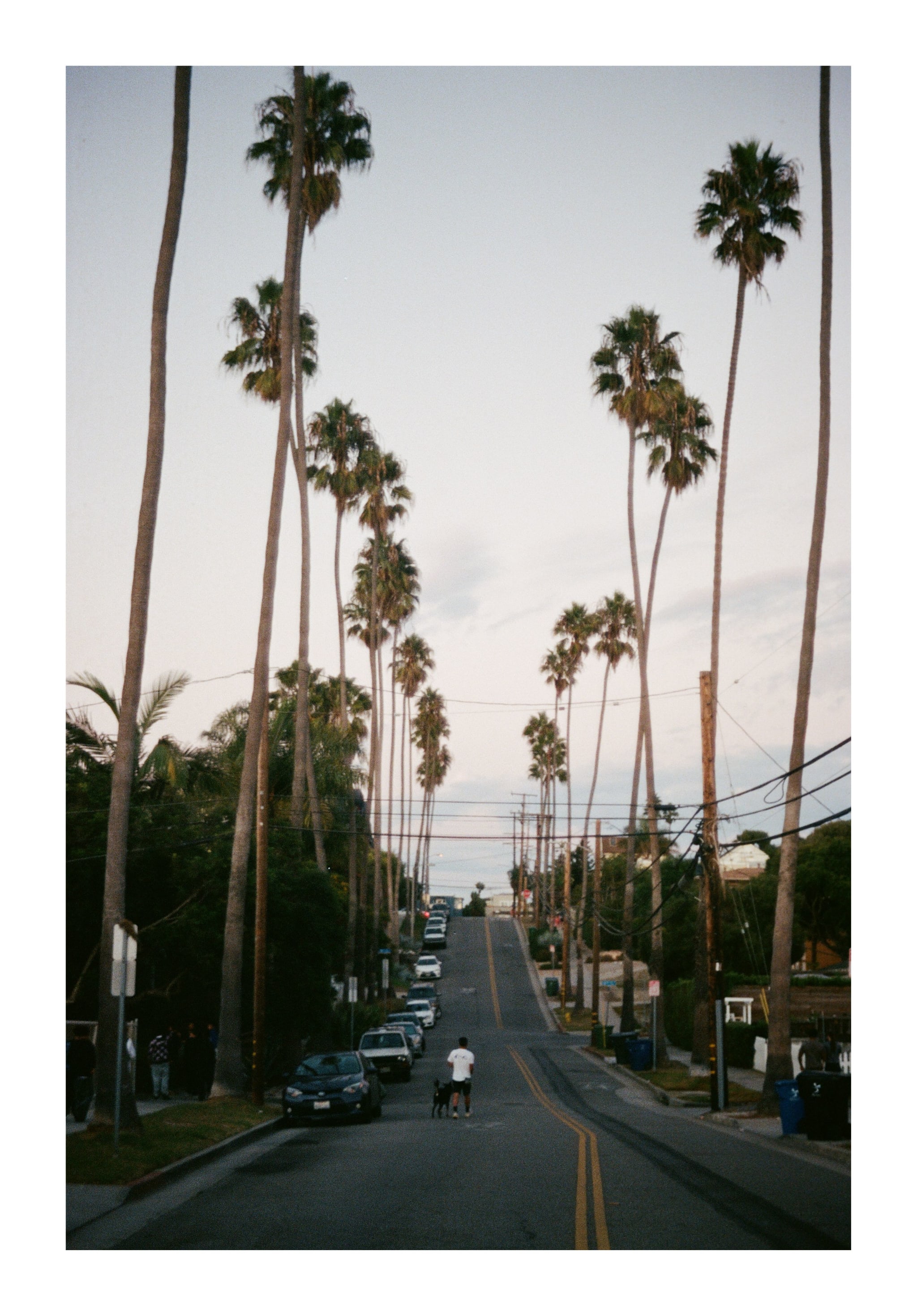 LA Palms