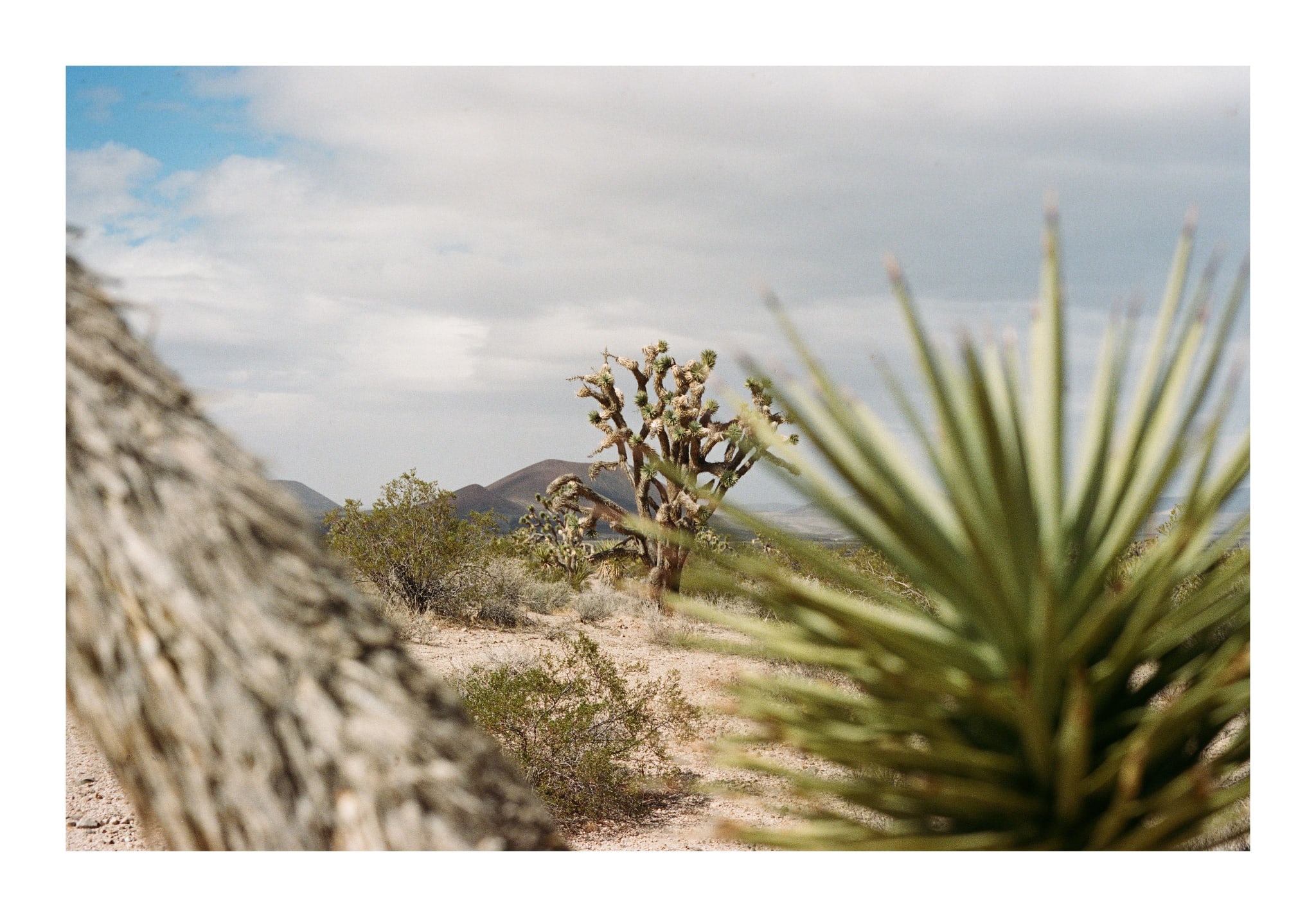 Mojave 4