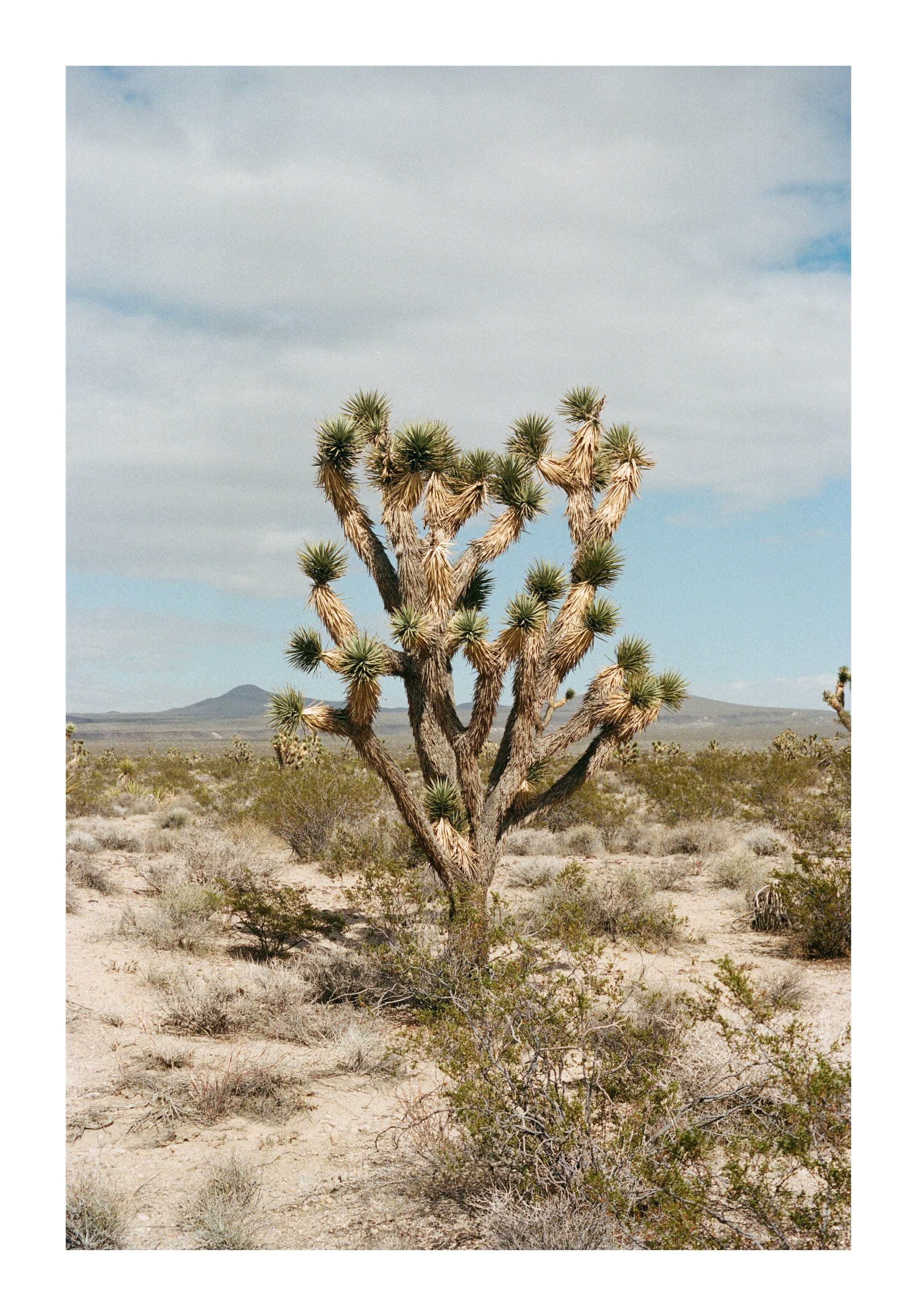 Mojave 5