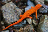 BCNewt icon