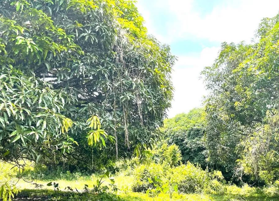 Prime 2.51-Ha Orchard & Agricultural Land for Sale in Bilogo