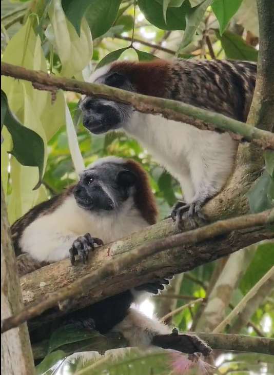 Monkey Tour &mdash; Gamboa & Gat&uacute;n Lake