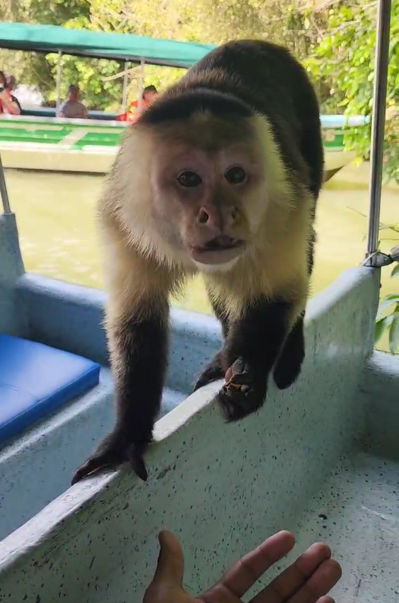 Monkey Tour &mdash; Gamboa & Gat&uacute;n Lake