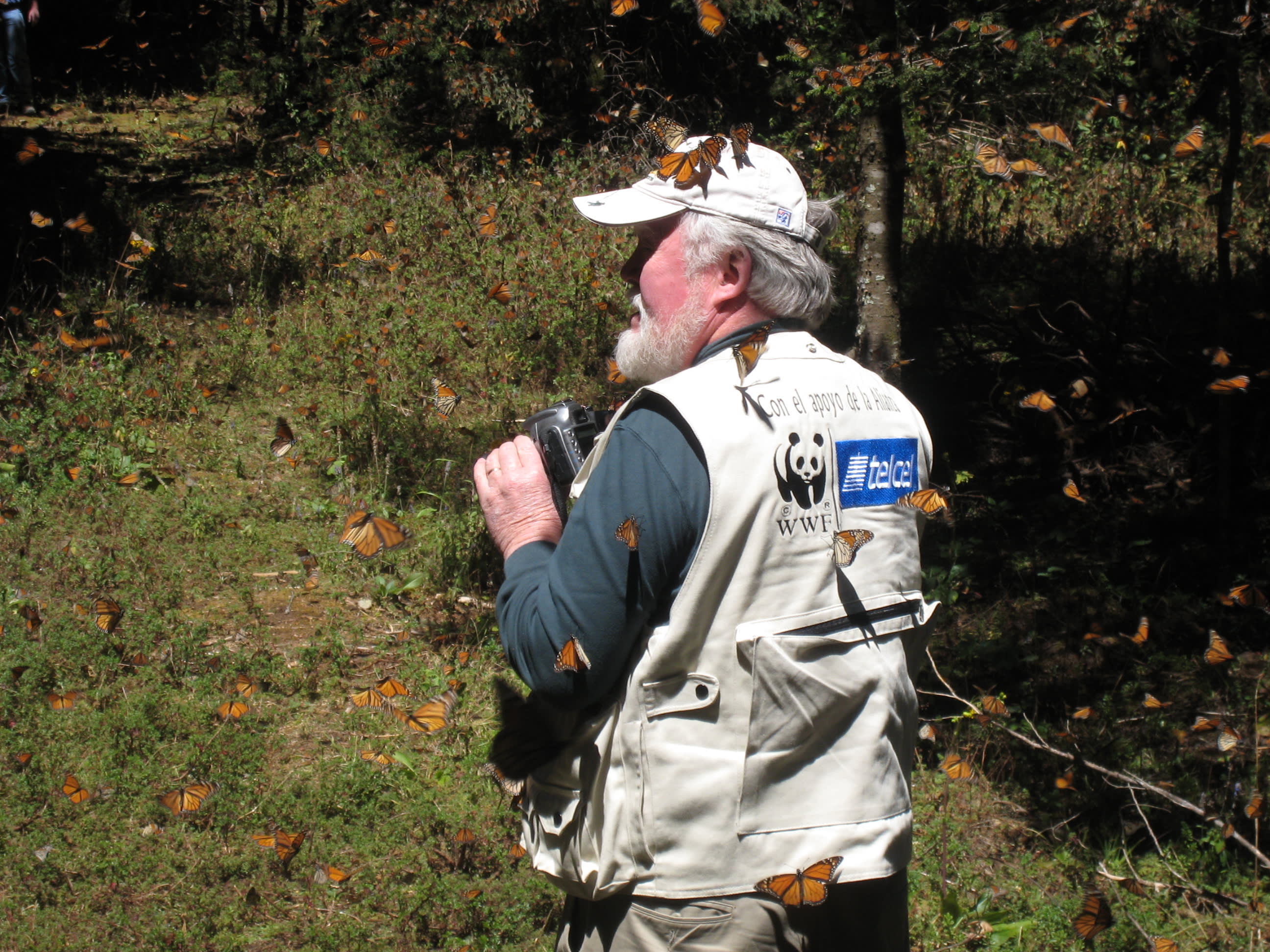 Chip amongst monarchs in Mexico