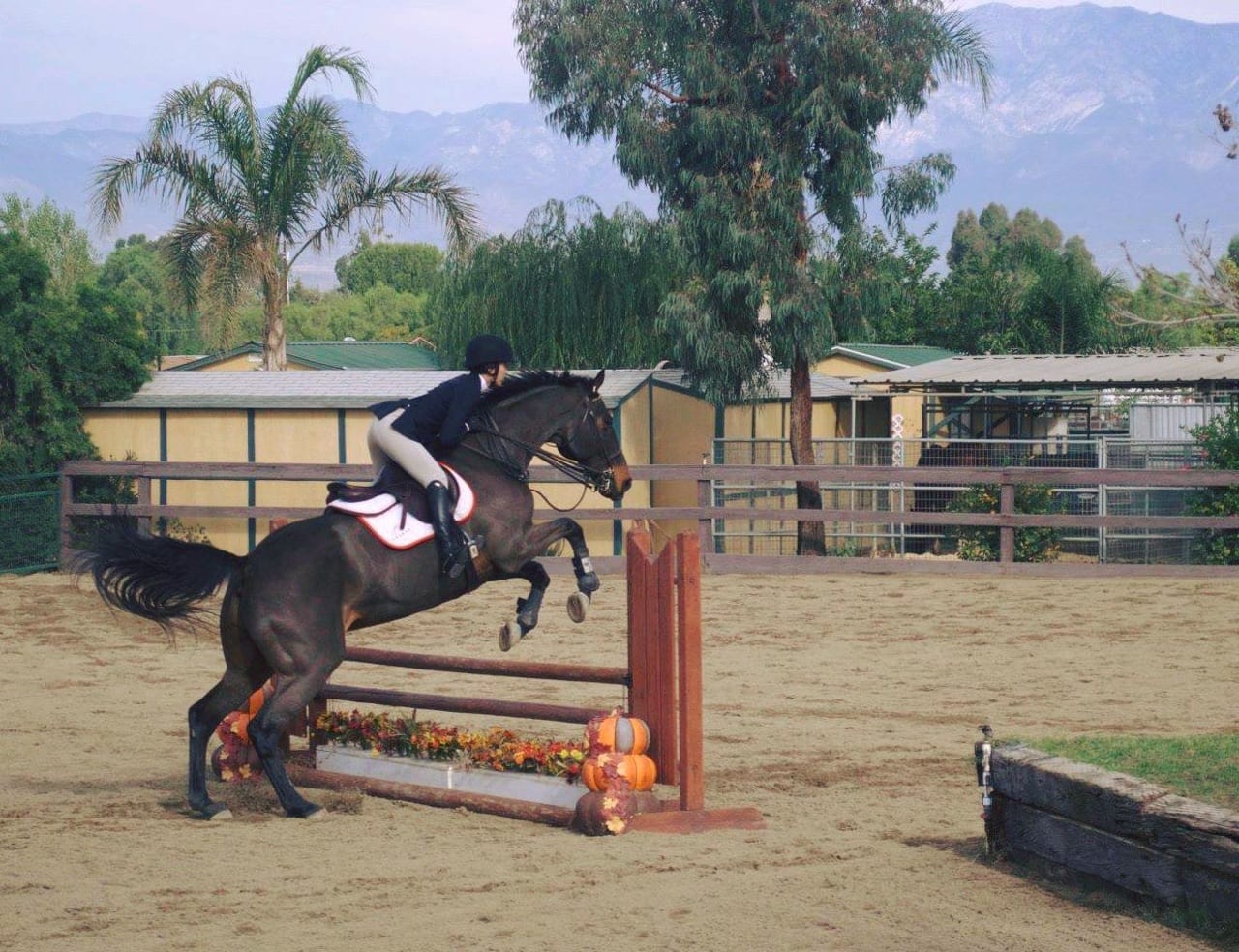 Past Projects Ucla Equestrian Team Saddling Up Champions