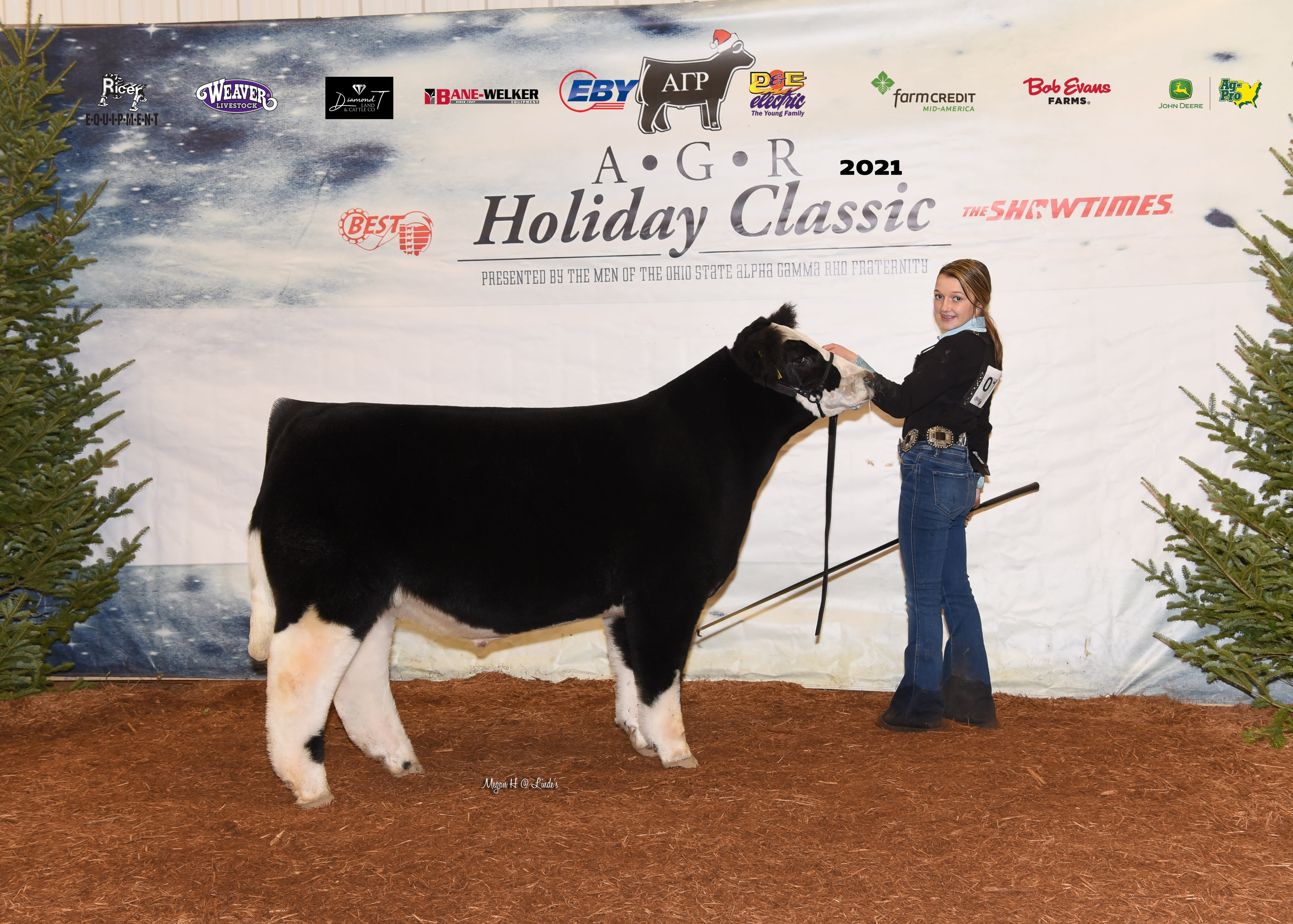 A girl holds the reigns of her black and white steer. They both stand before the 2021 AGR Holiday Classic backdrop