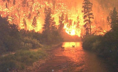 Image: Wildfire with two deer