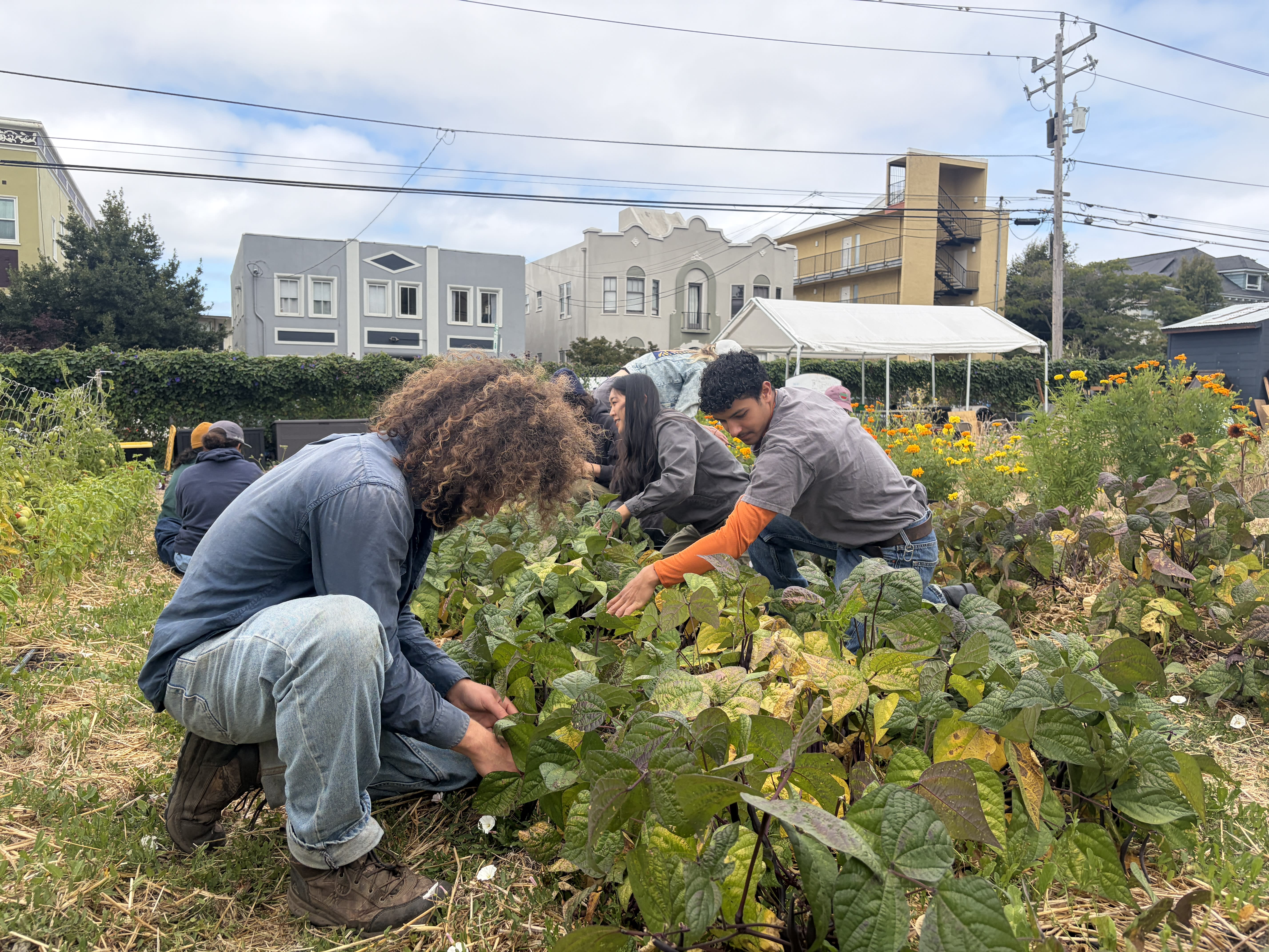 Students kneeling down towards crops, harvesting beans at the Berkeley Campus Farm