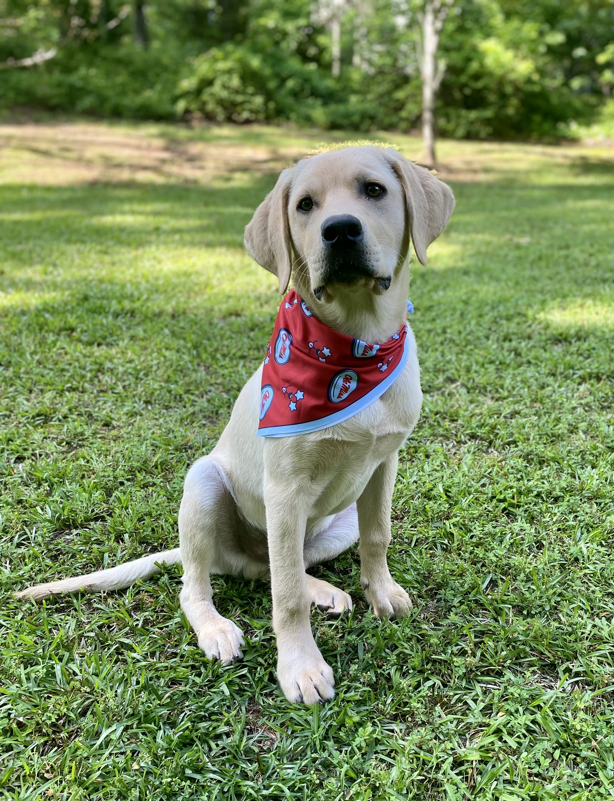 Ole miss dog bandana hot sale