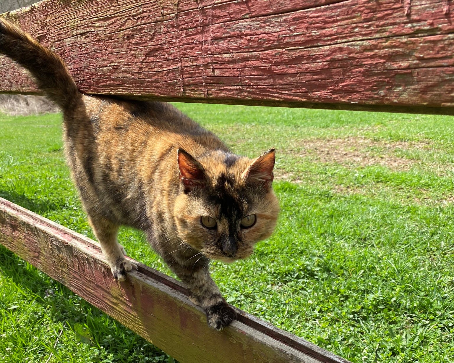 Cat balancing and walking along a brown fence