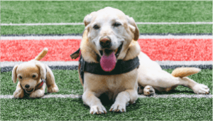 Buckeye Paws' dog, Radar, laying down with plush