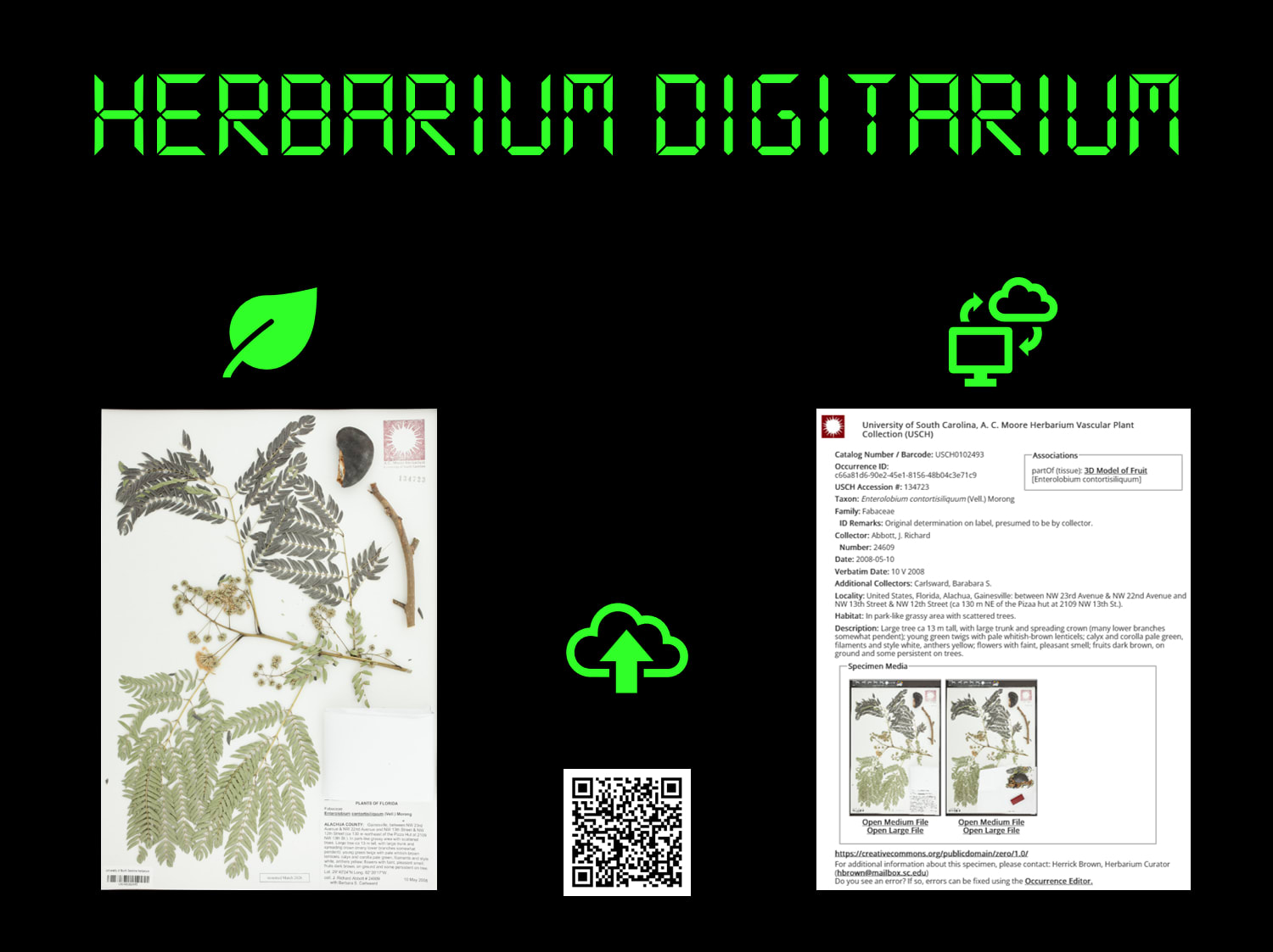 Schematic of the Herbarium Digitarium project showing a specimen, uploaded to cloud storage, and then accessing the specimen record from the internet.