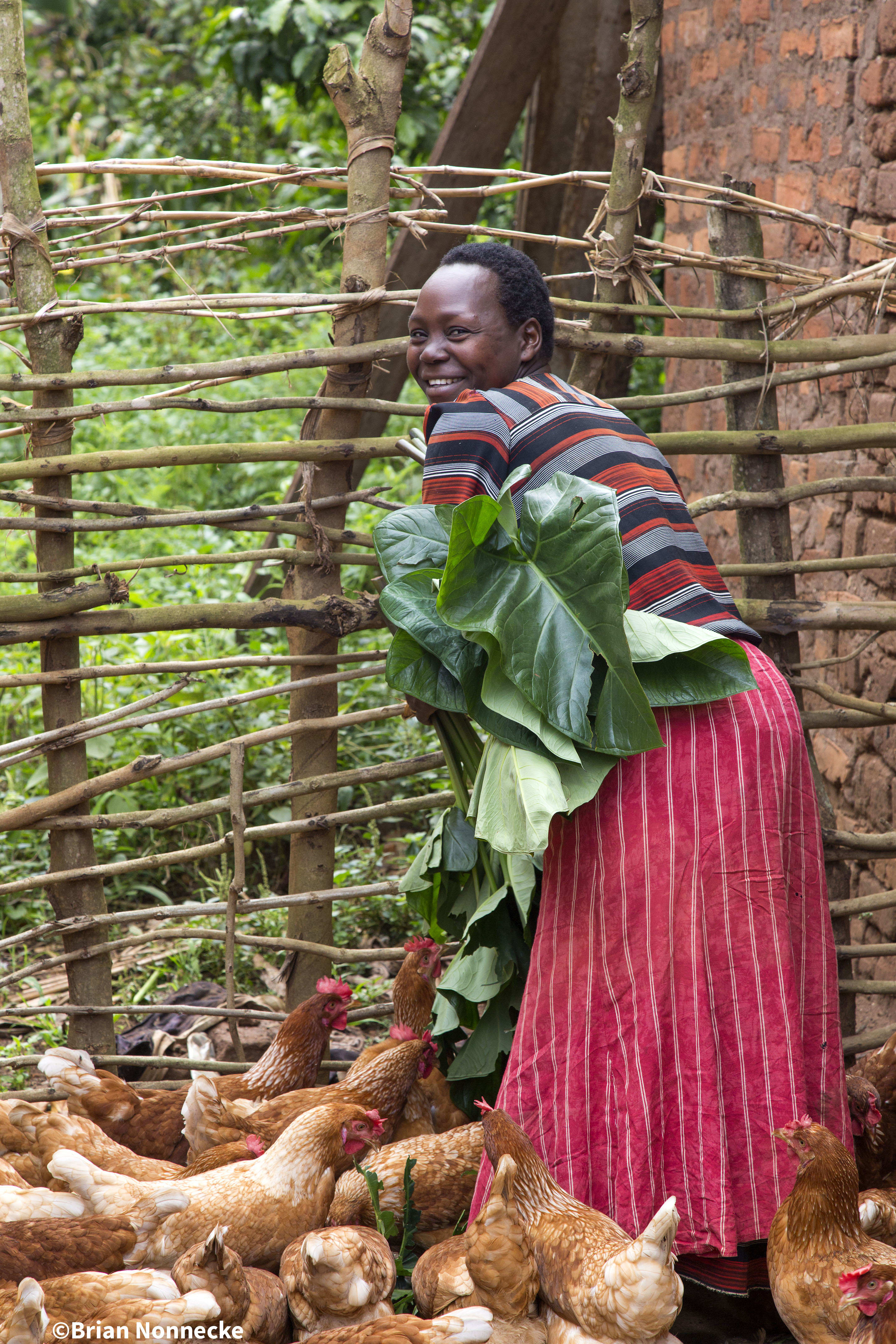 Chicken Farmer