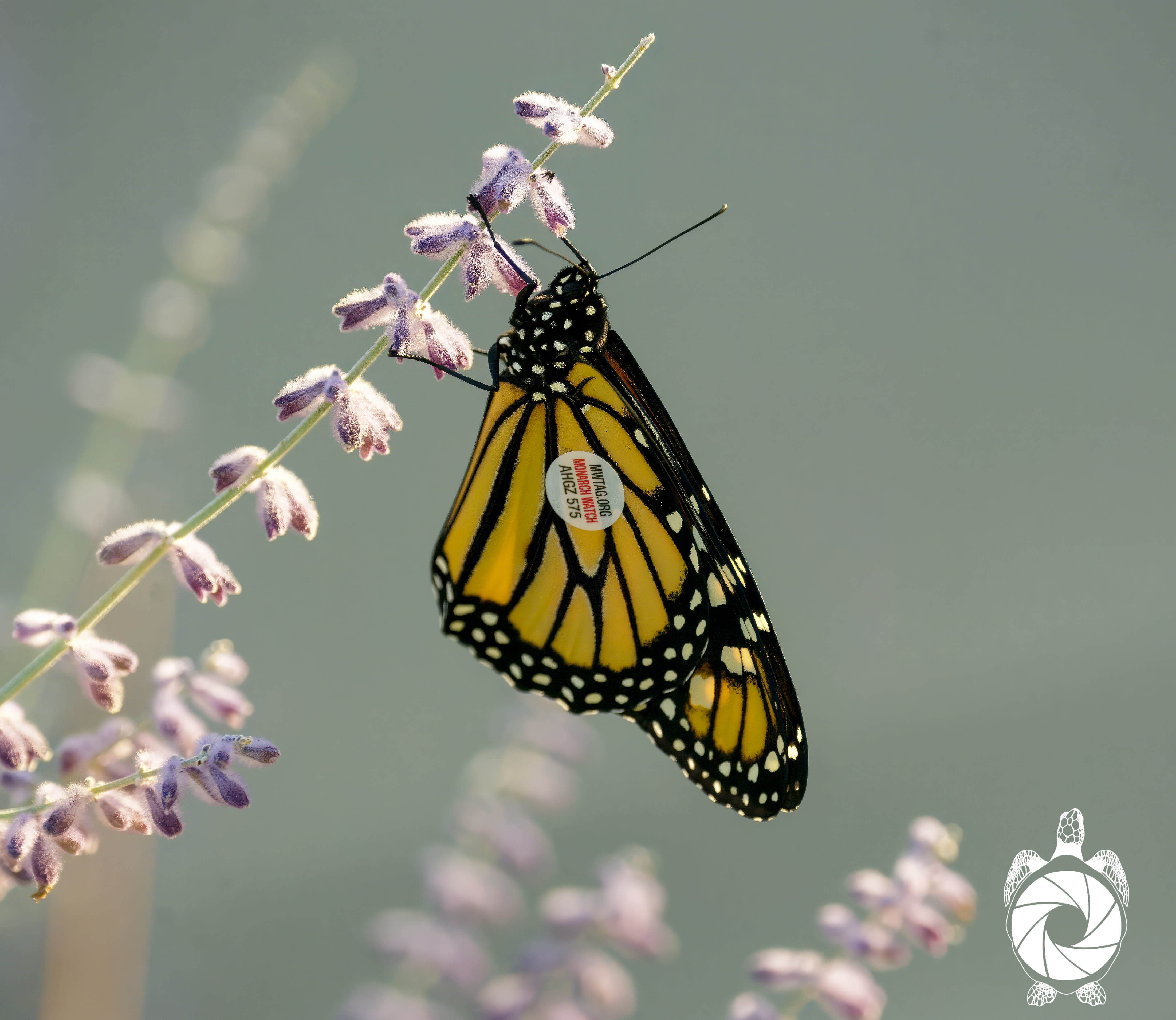 Tagged monarch