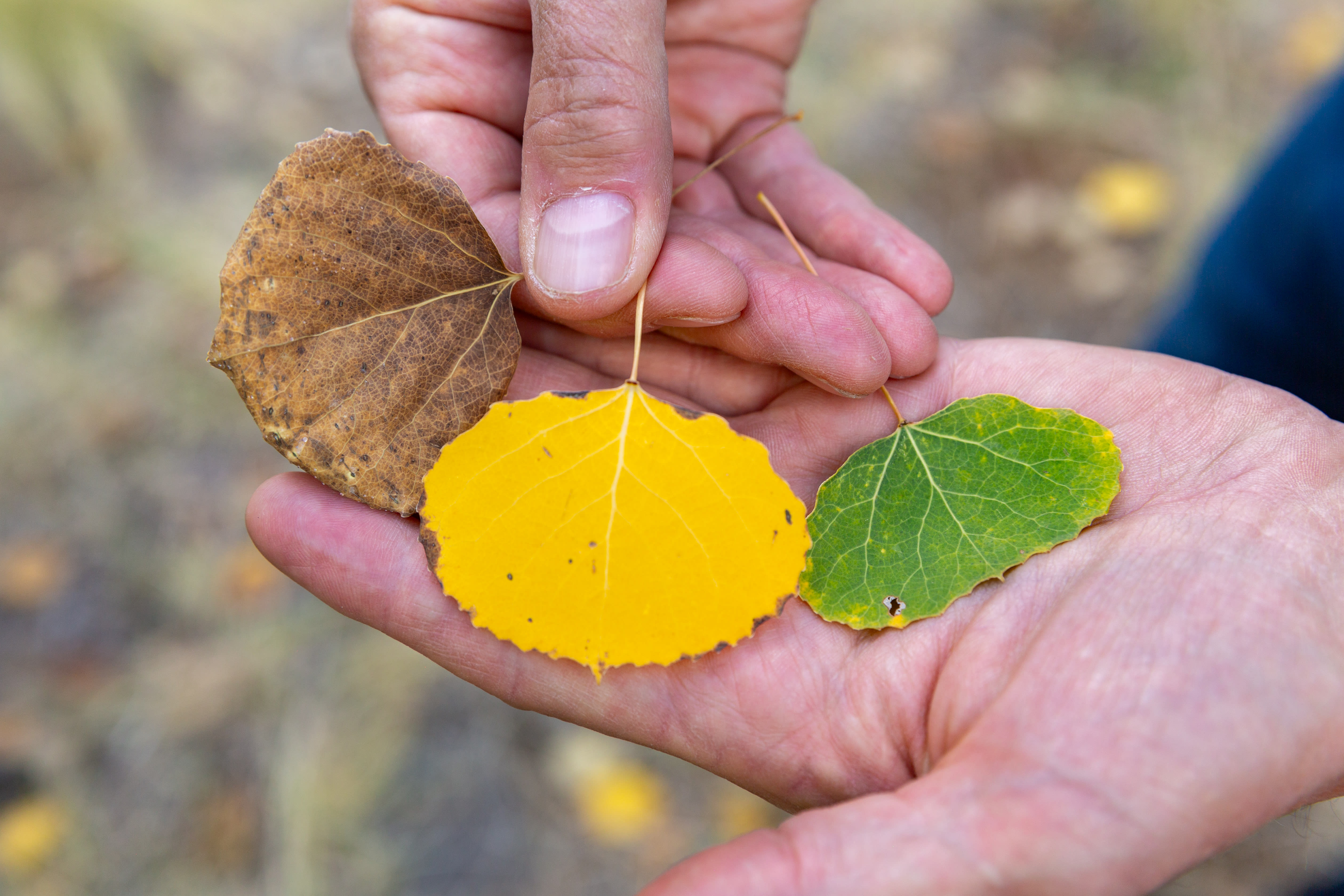 Hand holding leaves of varying colors