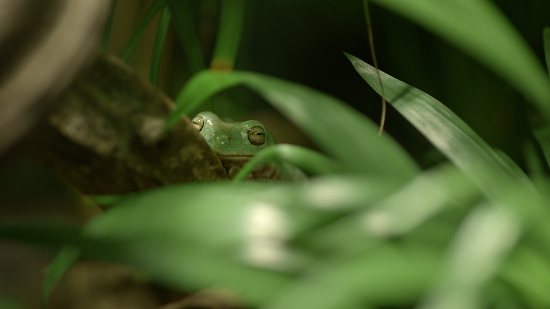 Leopard frog