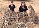 Cheetah Conservation Fund in Namibia