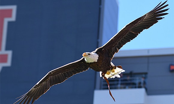 Bald eagle in flight in Jordan Hare Stadium